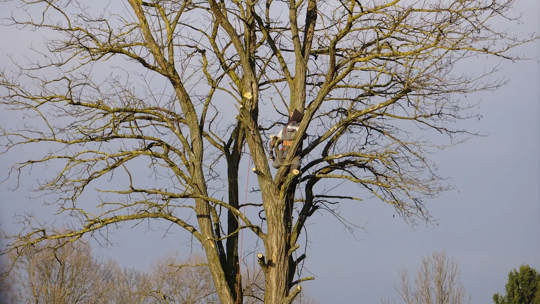 A certified arborist working high in a mature estate tree
