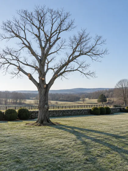 A bare mature white oak on frosted grass in February, its crown recently lifted and thinned, long shadow across the field